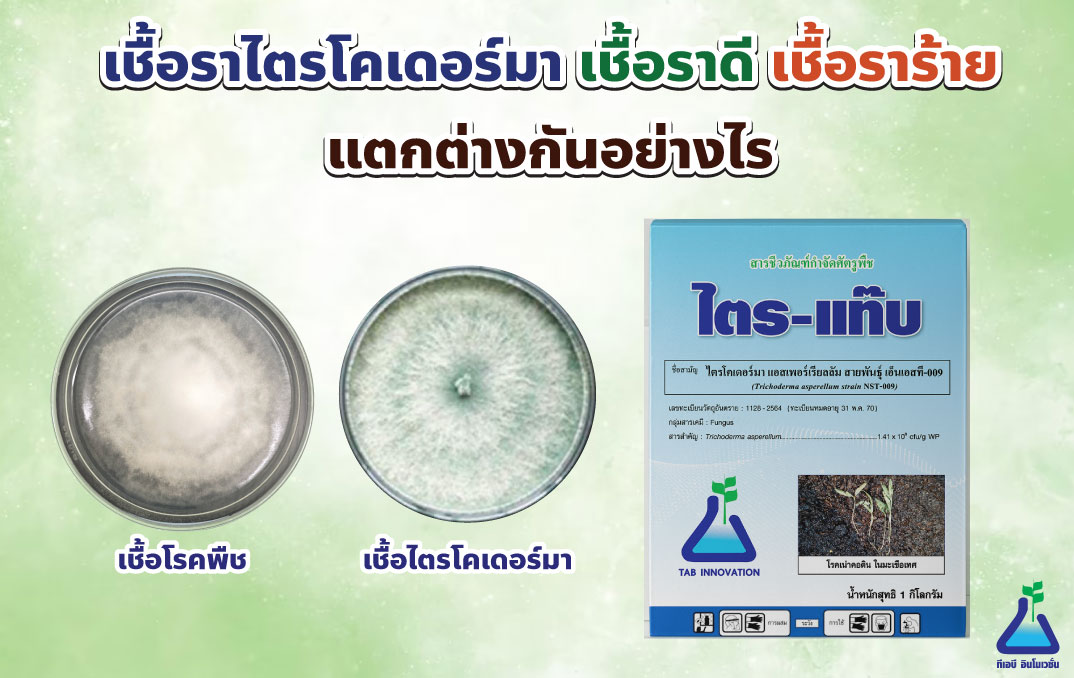เชื้อราไตรโคเดอร์มา เชื้อราดี เชื้อราร้าย แตกต่างกันอย่างไร