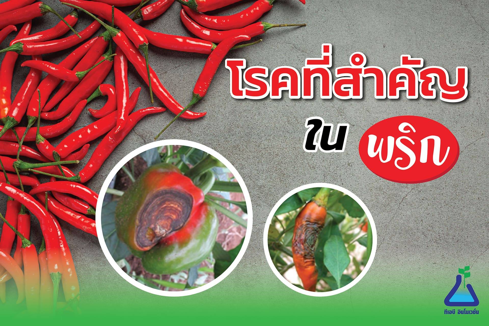 โรคที่สำคัญในพริก