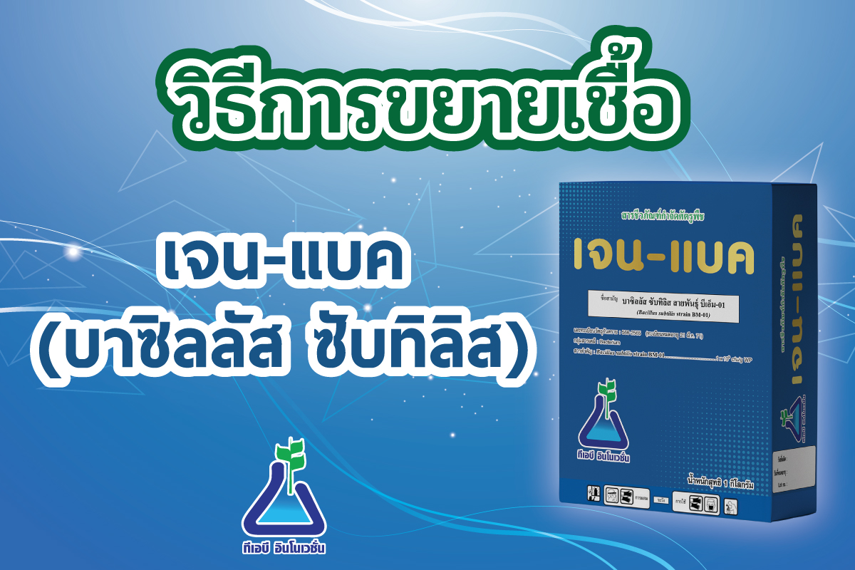 วิธีการขยายเชื้อ เจน-แบค (บาซิลลัส ซับทิลิส)