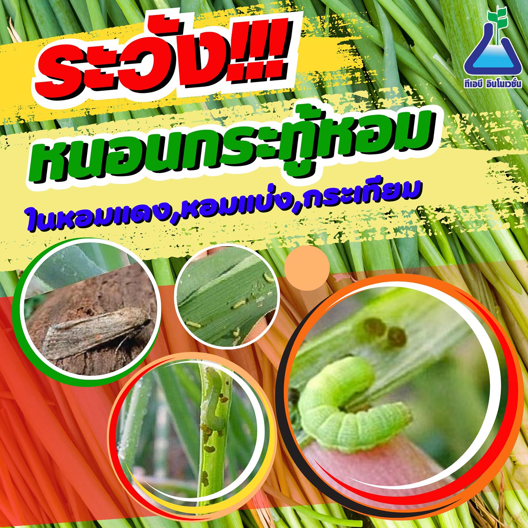 ระวัง!!!หนอนกระทู้หอม ในหอมแดง, หอมหัวใหญ่, หอมแบ่ง, กระเทียม
