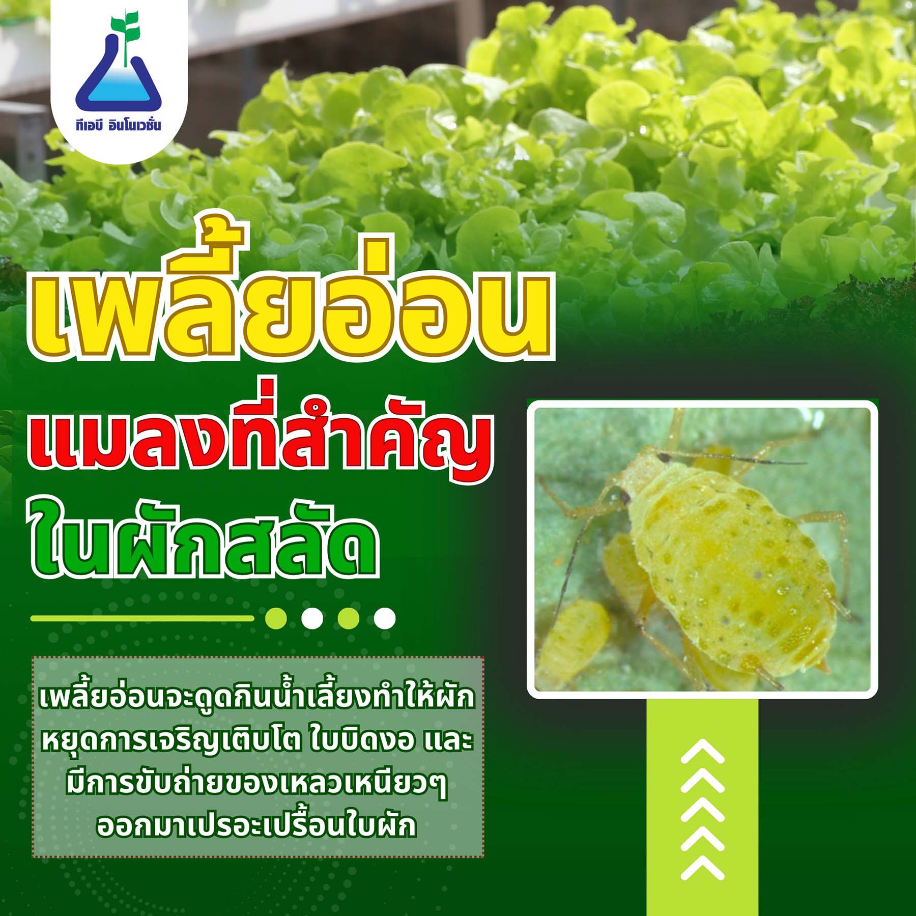 เพลี้ยอ่อน แมลงที่สำคัญในผักสลัด