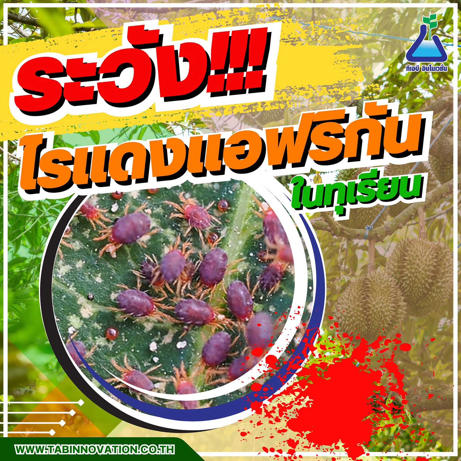 ระวัง!!! ไรแดงแอฟริกัน ในทุเรียน