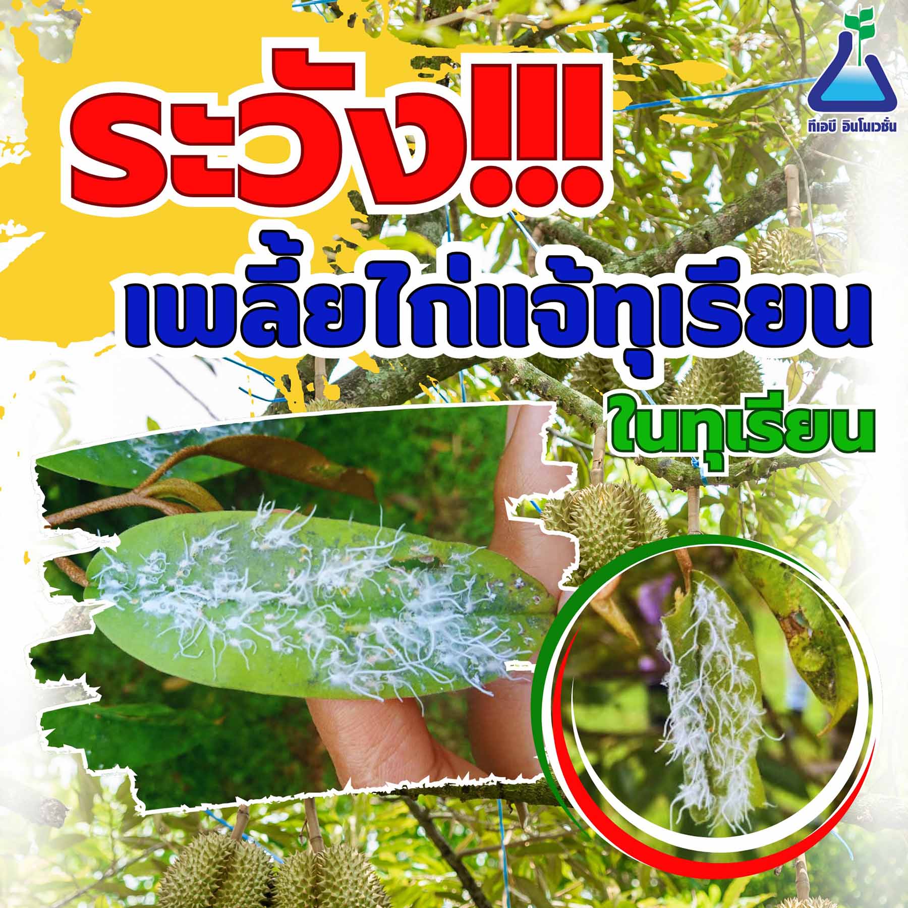 ระวังเพลี้ยไก่แจ้ทุเรียน ในทุเรียน