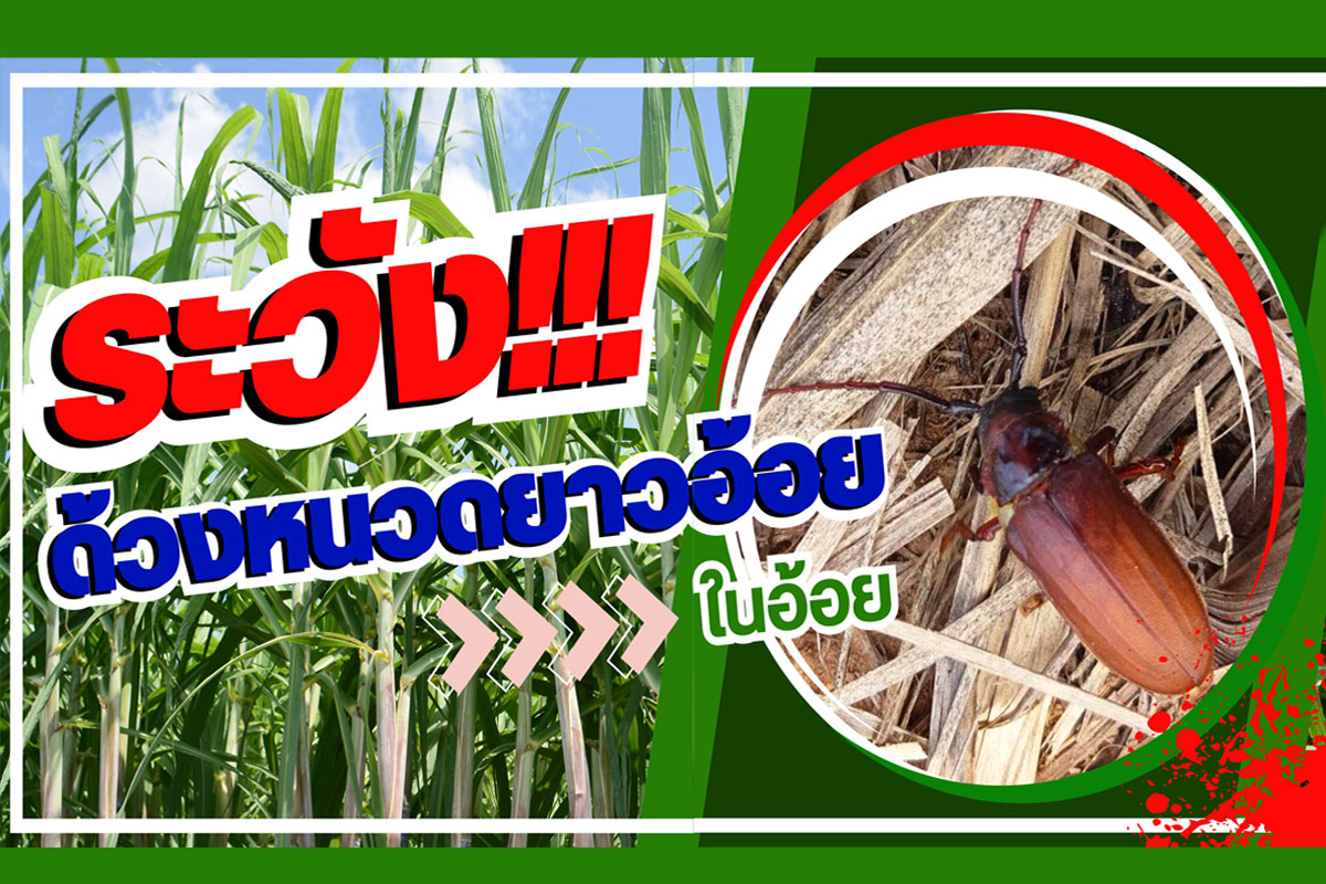 ระวัง!!! ด้วงหนวดยาวอ้อย ในอ้อย