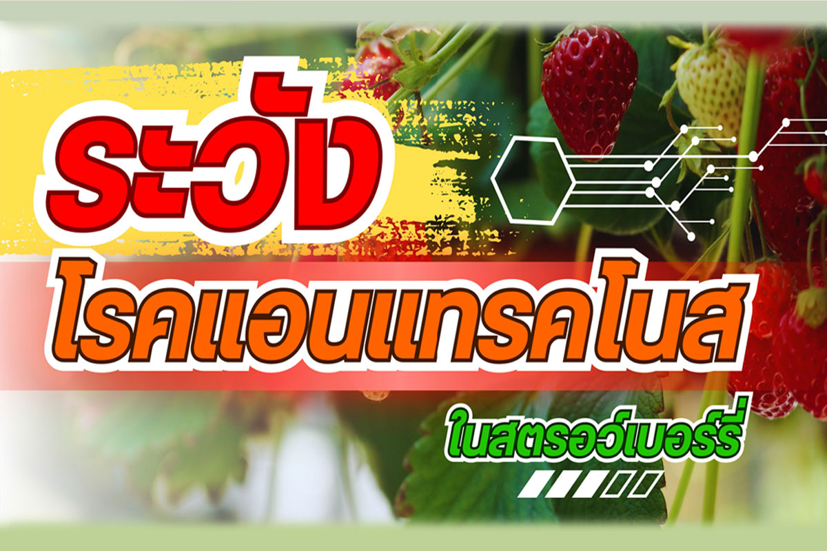 ระวัง โรคแอนแทรคโนส (เชื้อรา Colletotrichum gloeosporioides) ในสตรอว์เบอร์รี่
