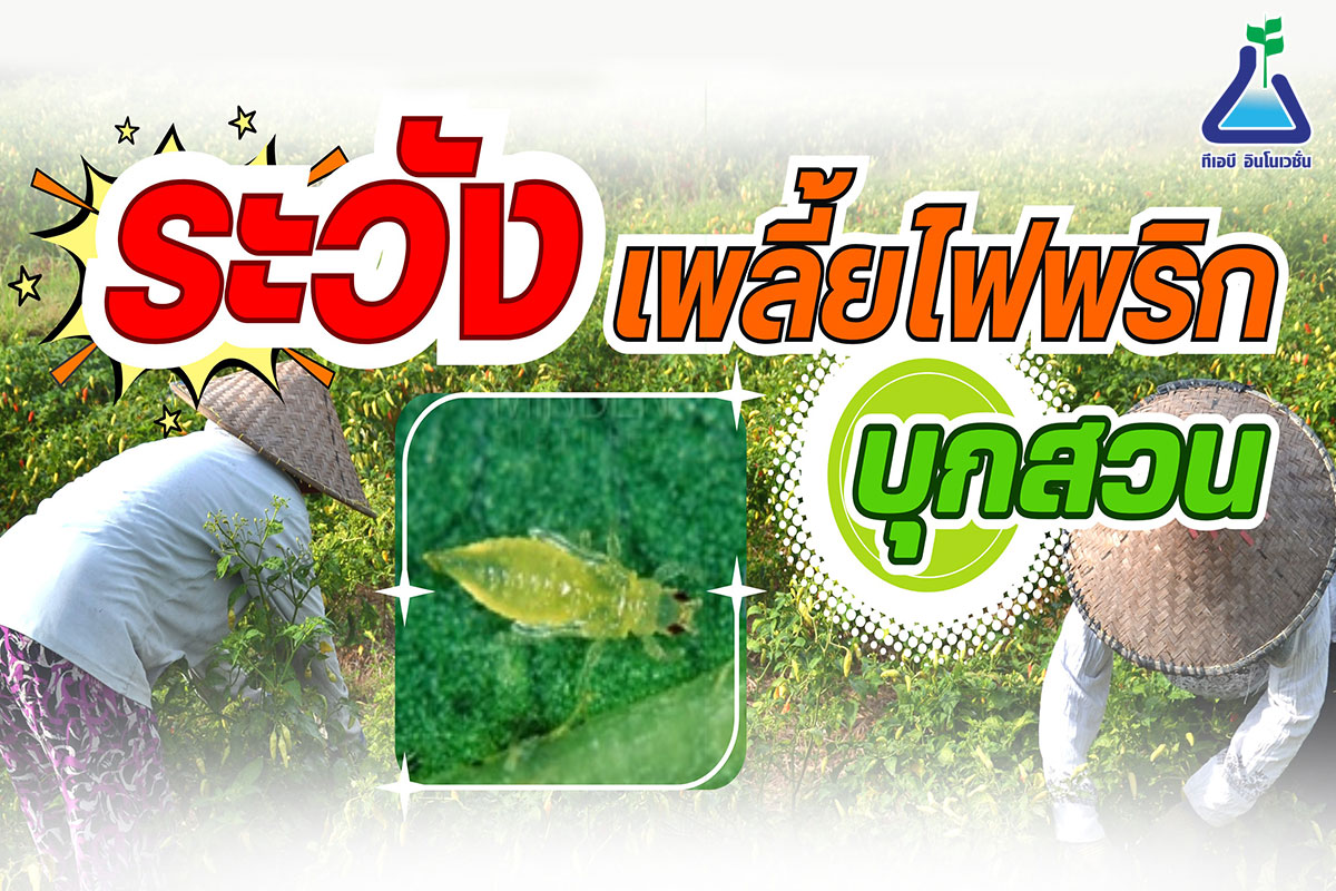 ระวังเพลี้ยไฟพริกบุกสวน