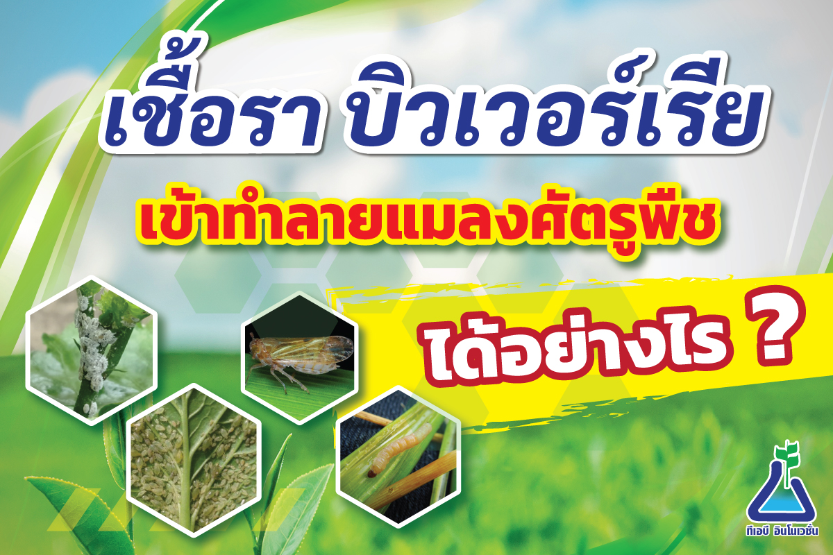 เชื้อราบิวเวอร์เรีย เข้าทำลายแมลงศัตรูพืชได้อย่างไร ?