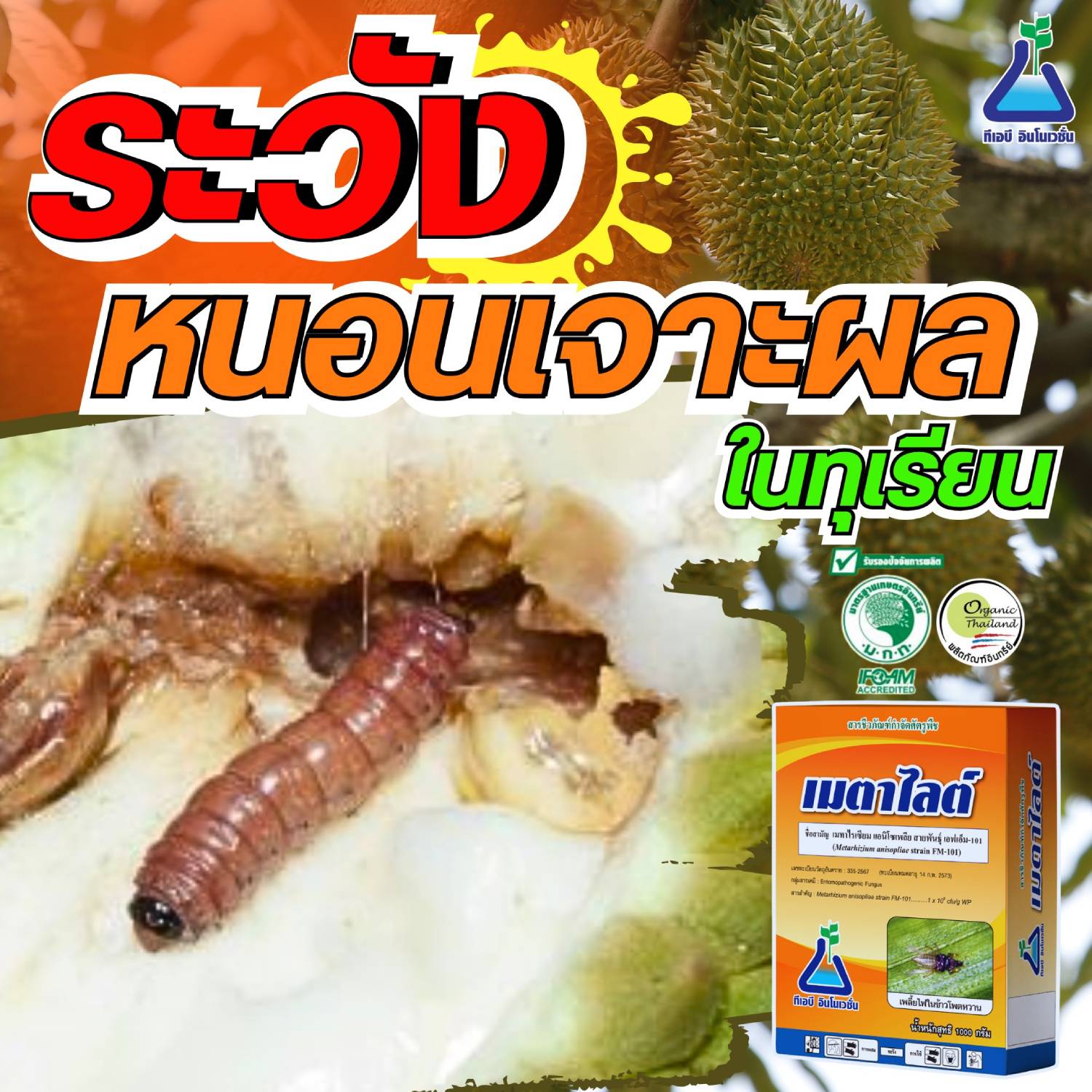 ระวัง!!! หนอนเจาะผลทุเรียน