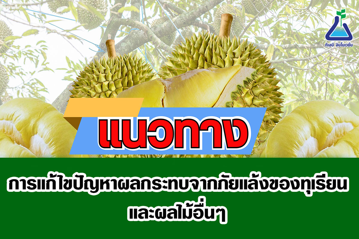 แนวทางแก้ไขปัญหาผลกระทบจากภัยแล้งของทุเรียน และผลไม้อื่นๆ