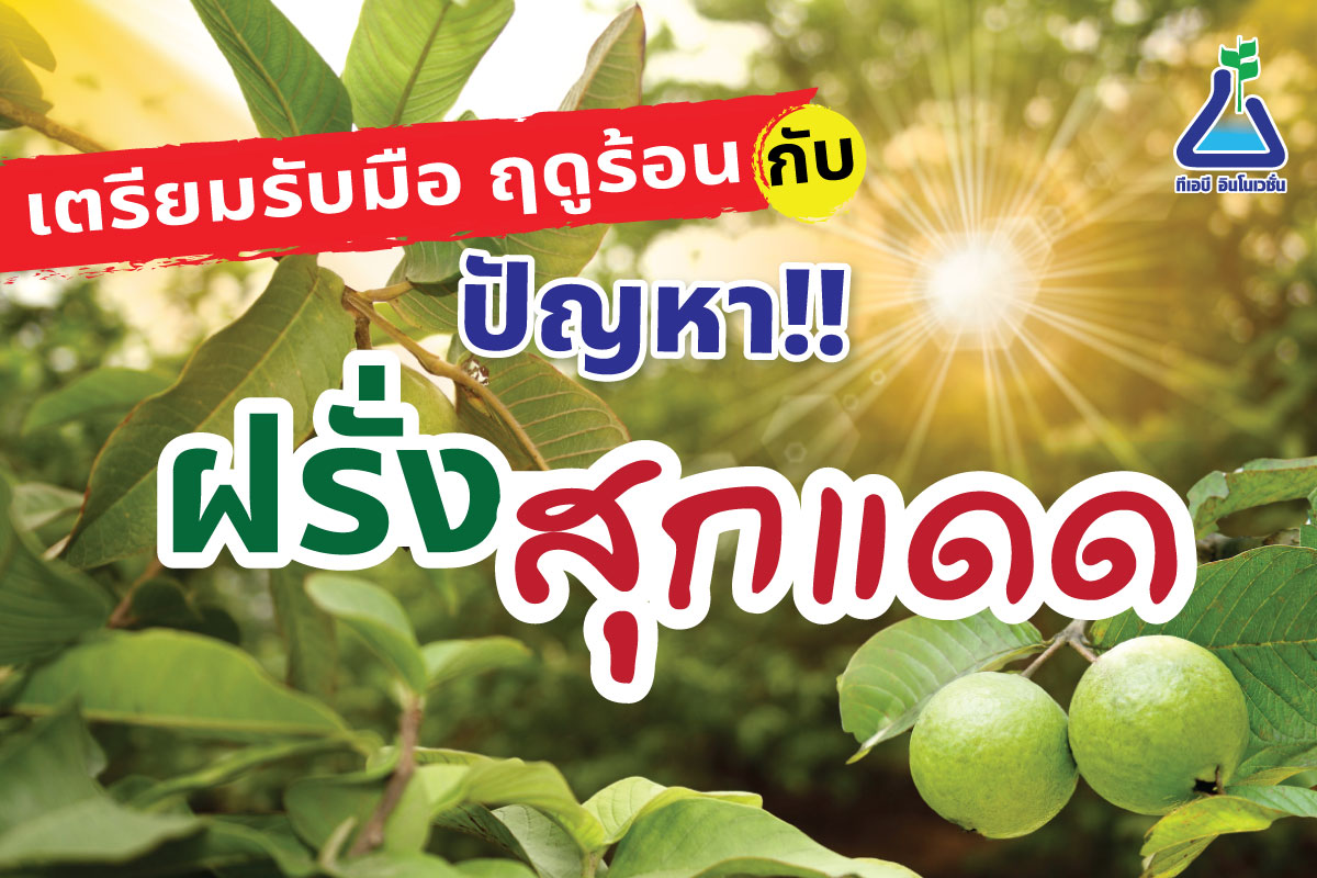 ปัญหาฝรั่งสุกแดด