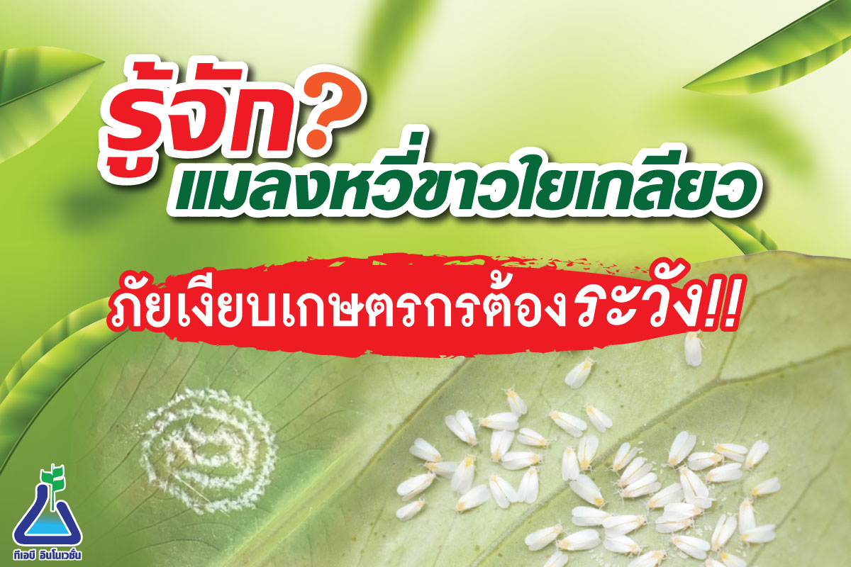 รู้จักแมลงหวี่ขาวใยเกลียว ภัยเงียบเกษตรกรต้องระวัง