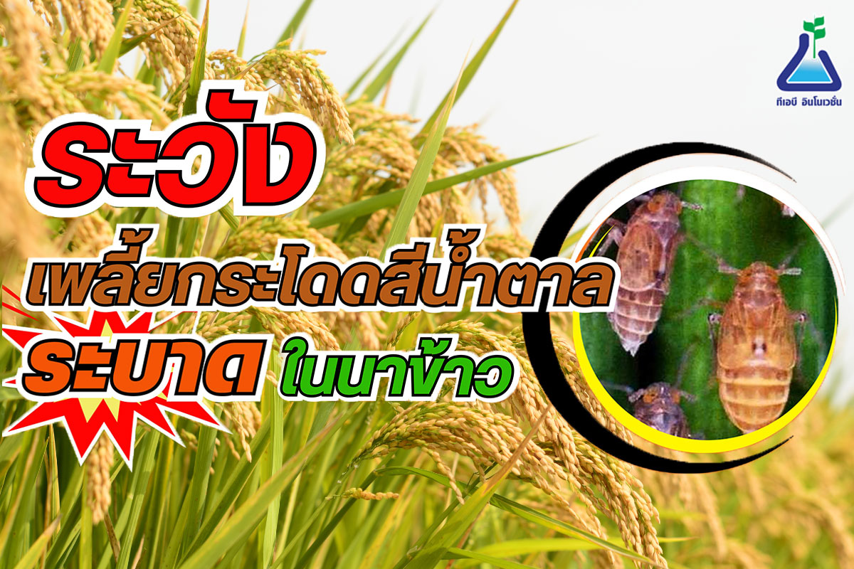 ระวัง!!! เพลี้ยกระโดดสีน้ำตาลระบาดในนาข้าว