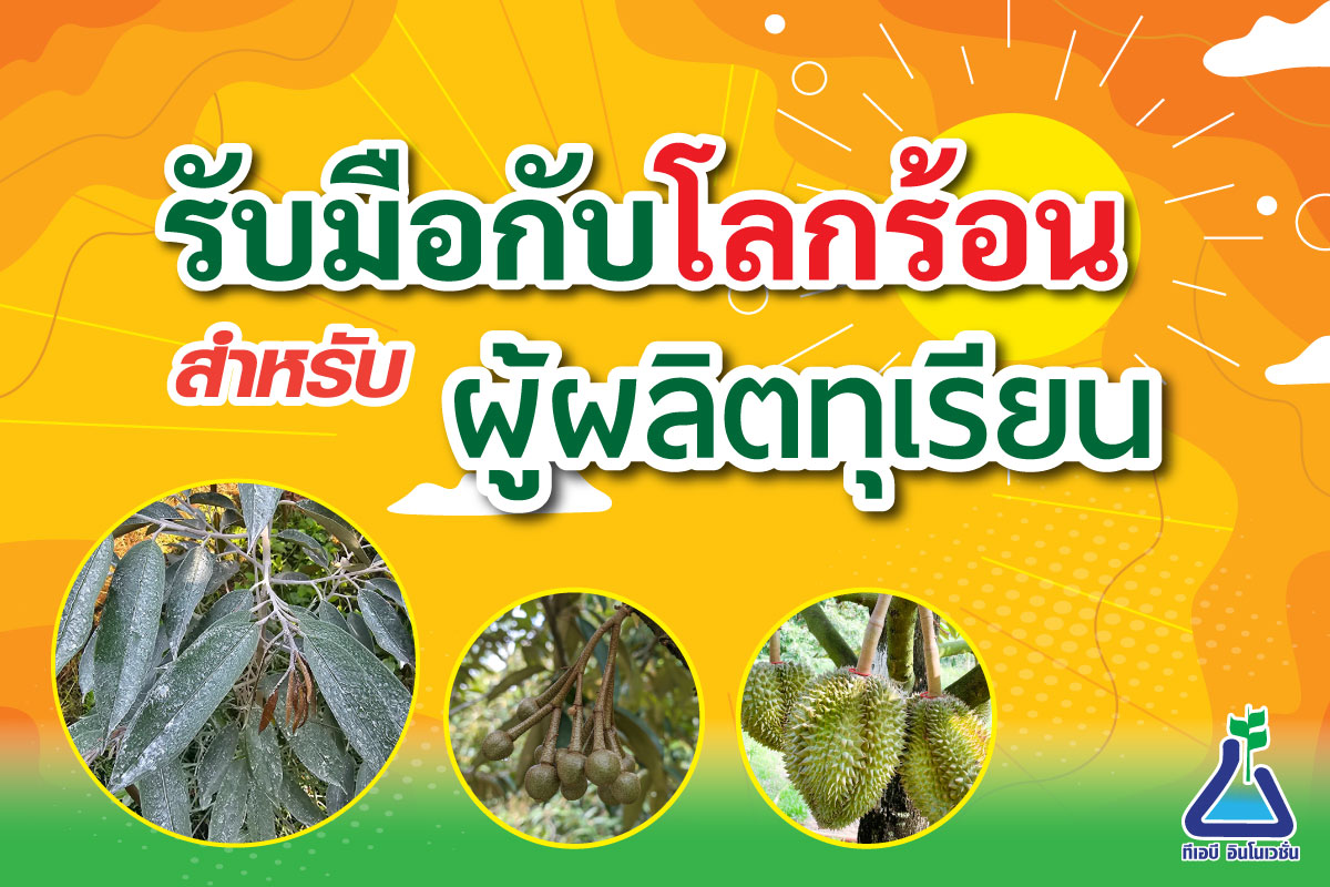 รับมือกับโลกร้อนสำหรับผู้ผลิตทุเรียน