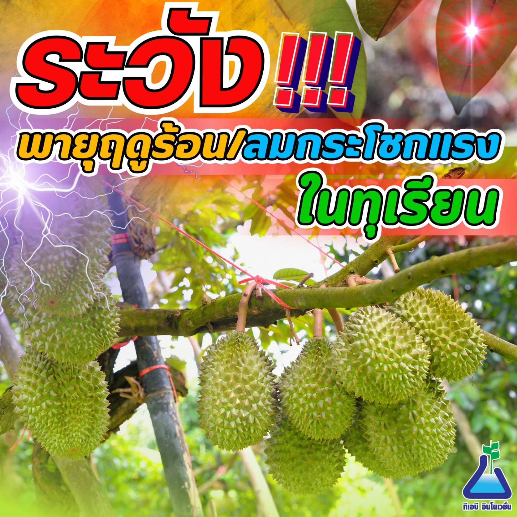 ระวัง!! พายุฤดูร้อน ลมกระโชกแรง ในทุเรียน