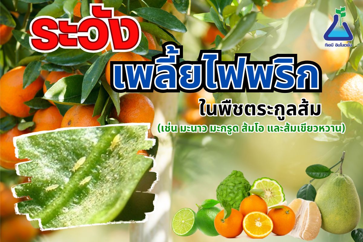 ระวัง เพลี้ยไฟพริก ในพืชตระกูลส้ม (เช่น มะนาว มะกรูด ส้มโอ และส้มเขียวหวาน)
