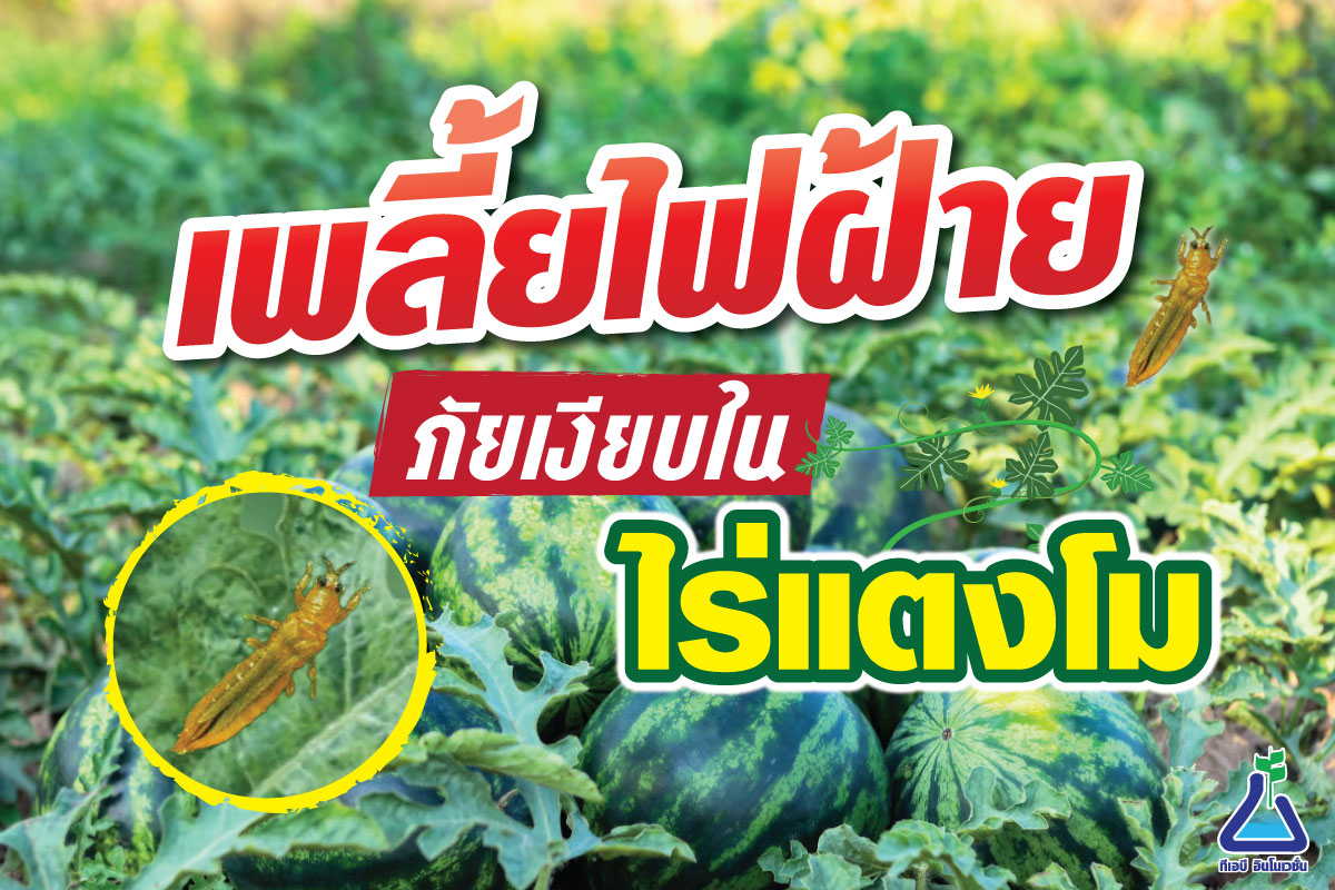 เพลี้ยไฟฝ้ายภัยเงียบในไร่แตงโม