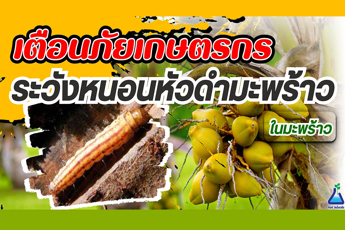 เตือนภัยเกษตรกร ระวังหนอนหัวดำมะพร้าวในมะพร้าว