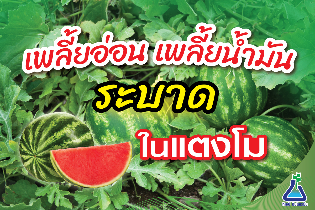 เพลี้ยอ่อน-เพลี้ยน้ำมัน ระบาดในแตงโม