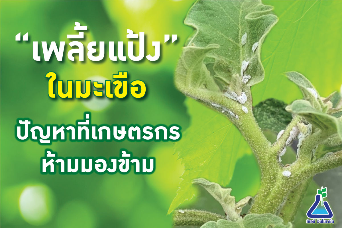 เพลี้ยแป้งในมะเขือ ปัญหาที่เกษตรกรห้ามมองข้าม