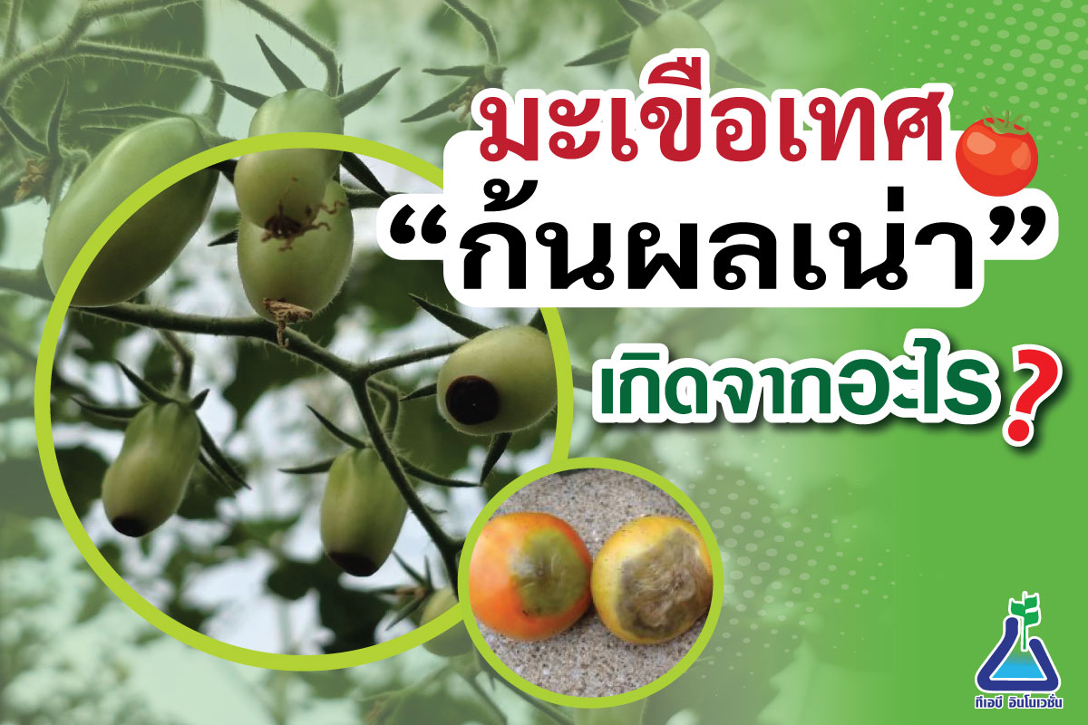 มะเขือเทศก้นผลเน่า เกิดจากอะไร