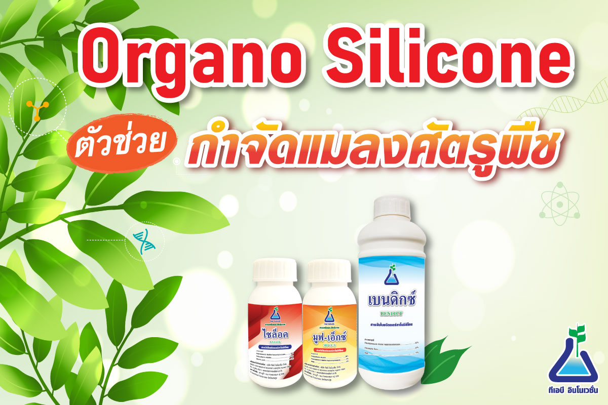 Organo Silicone ตัวช่วยกำจัดแมลงศัตรูพืช!