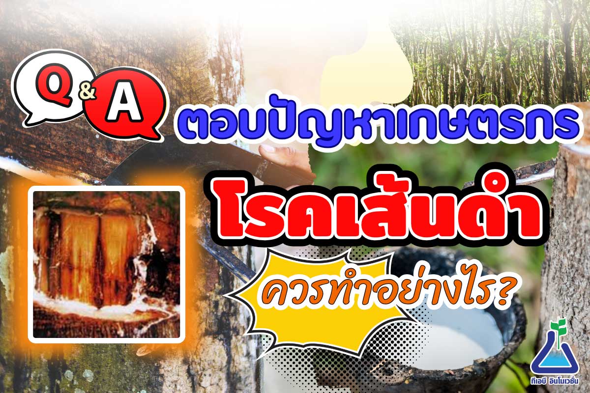 ตอบปัญหาเกษตรกร : โรคเส้นดำควรทำอย่างไร?