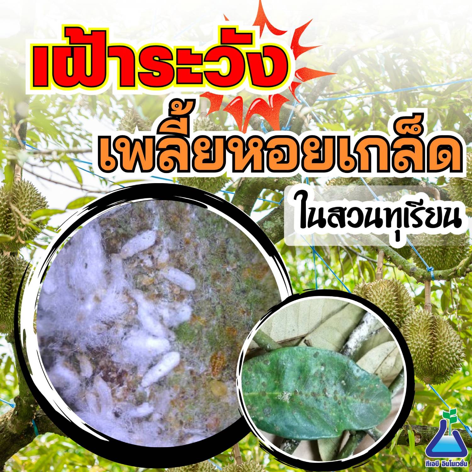 เฝ้าระวัง เพลี้ยหอยเกล็ด ในสวนทุเรียน