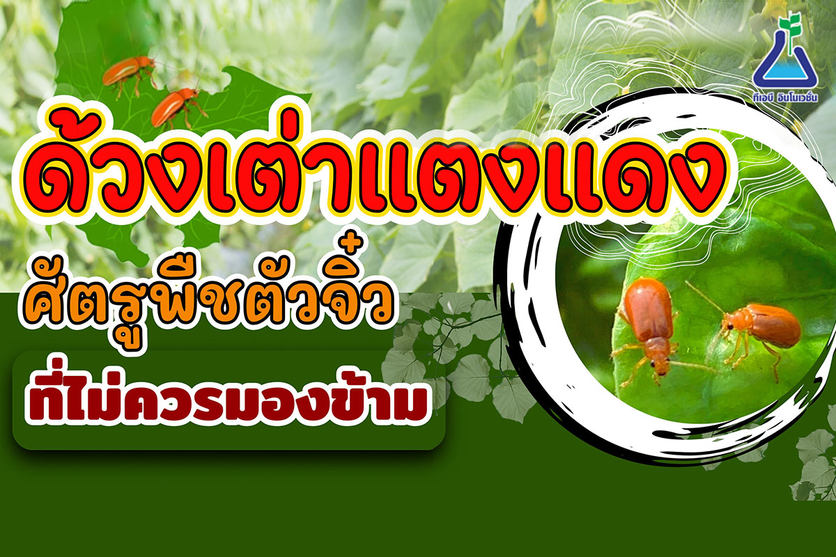 ด้วงเต่าแตงแดง ศัตรูพืชตัวจิ๋วที่ไม่ควรมองข้าม