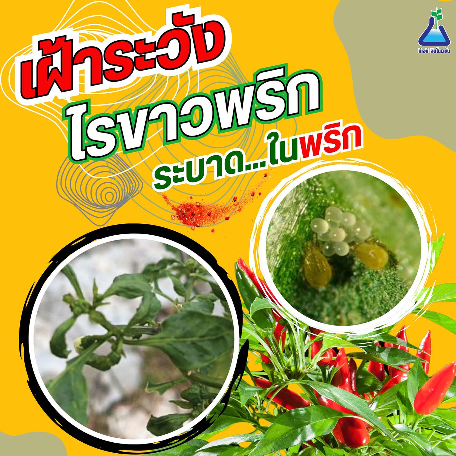 เฝ้าระวัง! ไรขาวพริก ระบาดในพริก