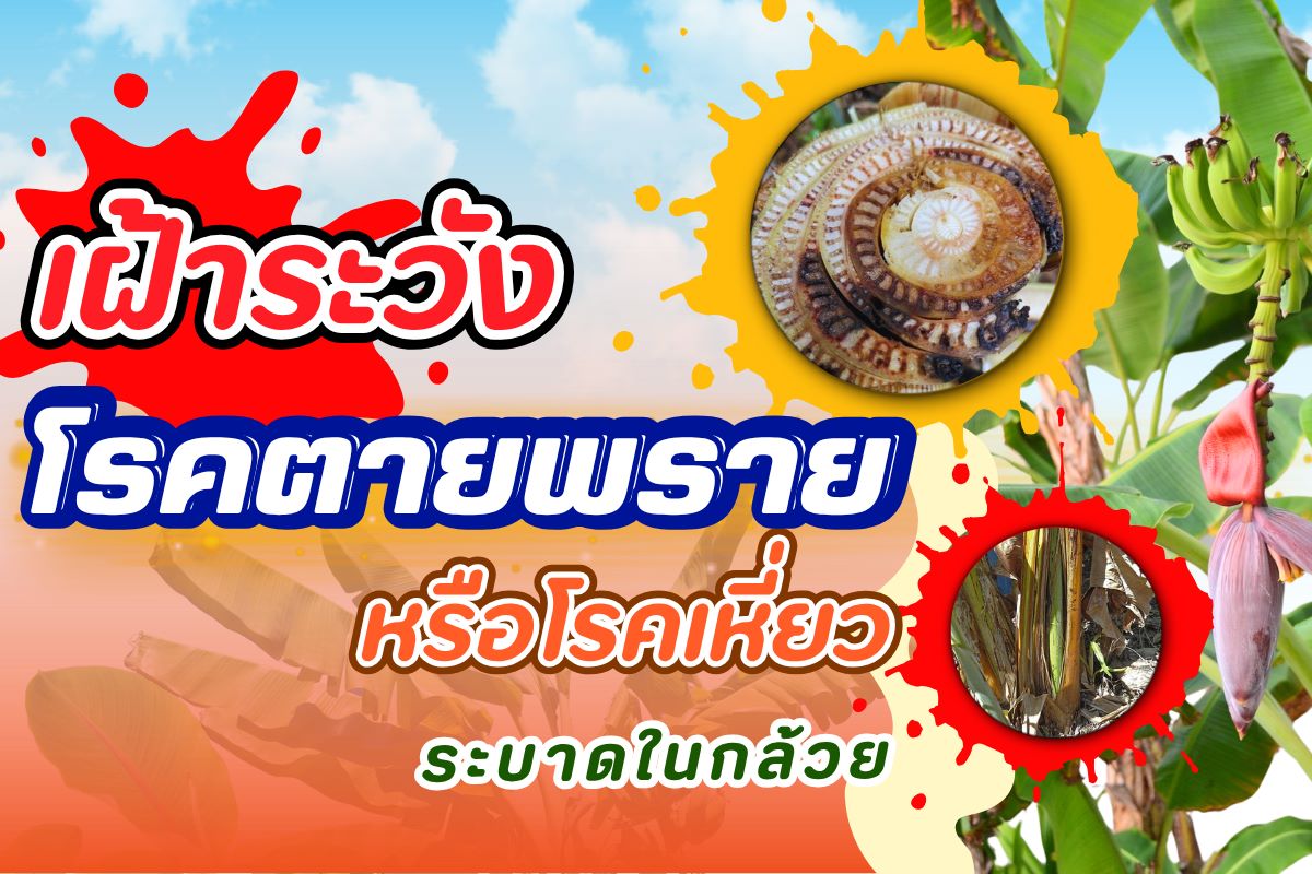 เฝ้าระวัง! โรคตายพรายหรือโรคเหี่ยวระบาดในกล้วย