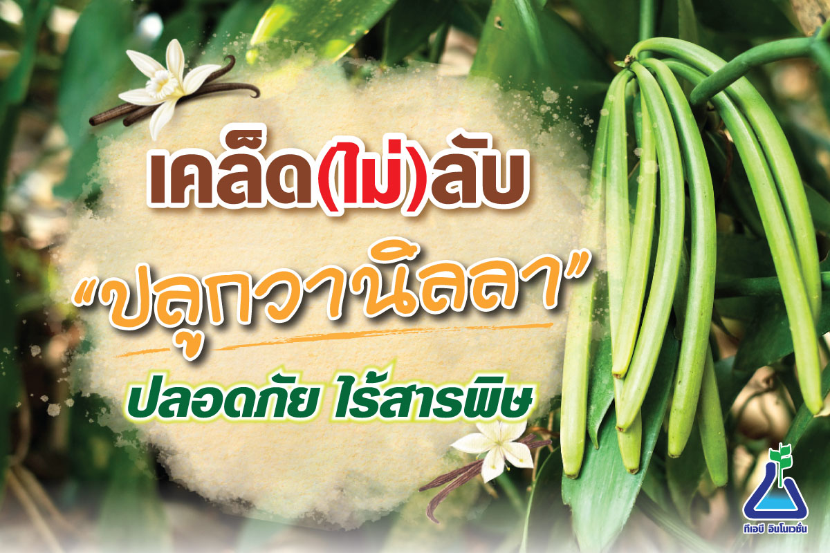 จากดินสู่ฝักหอม: เคล็ด(ไม่)ลับ ปลูกวานิลลาแบบปลอดภัย ไร้สารพิษ
