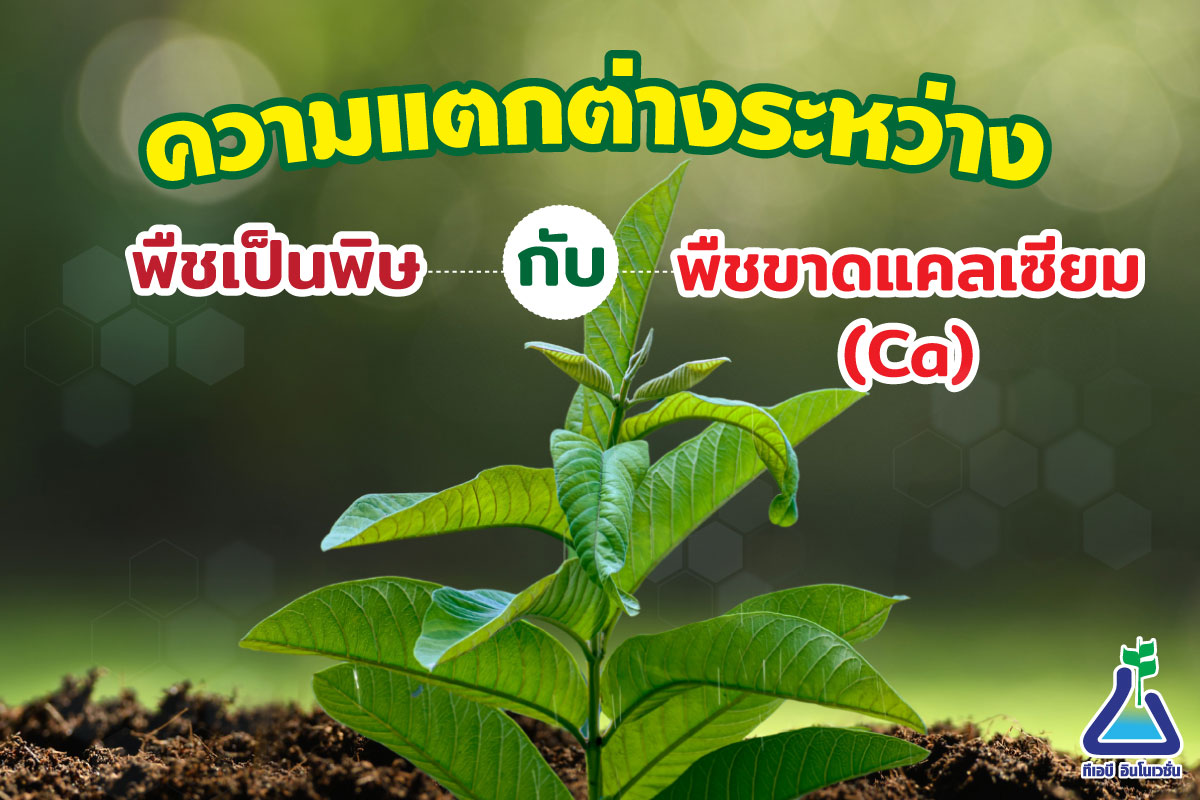 ความแตกต่างระหว่างพืชเป็นพิษ กับ พืชขาดแคลเซียม(Ca)