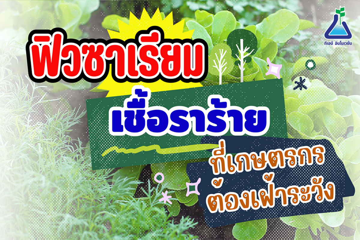 ฟิวซาเรียม เชื้อราร้ายที่เกษตรกรต้องเฝ้าระวัง