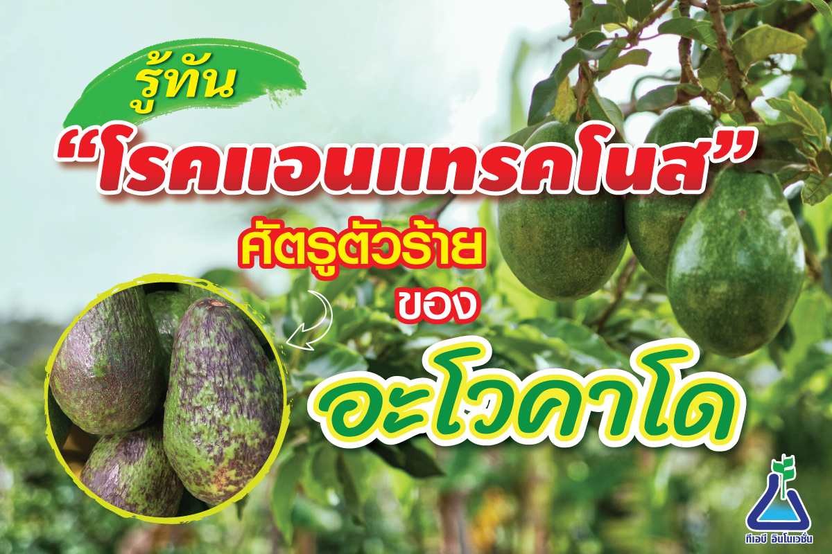 รู้ทัน“โรคแอนแทรคโนส”ศัตรูตัวร้ายของอะโวคาโด