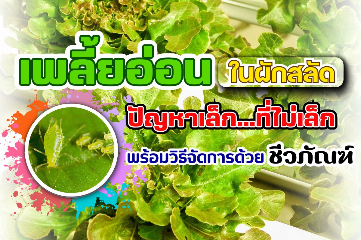 เพลี้ยอ่อนศัตรูคู่ผักสลัด