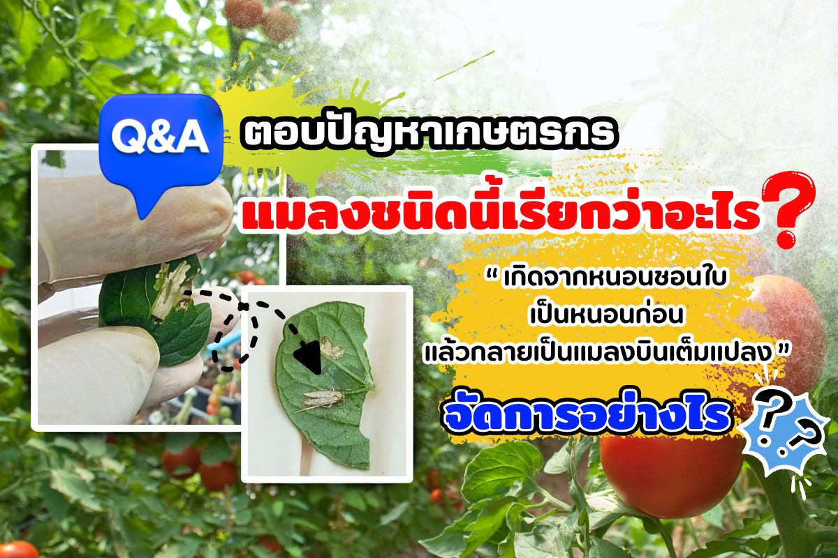 แมลงชนิดนี้เรียกว่าอะไร เกิดจากหนอนชอนใบเป็นหนอนก่อนแล้วกลายเป็นแมลงบินเต็มแปลง จัดการอย่างไร