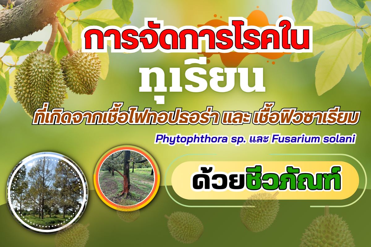 การจัดการโรคในทุเรียนที่เกิดจากเชื้อไฟทอปธอร่า และฟิวซาเรียม ด้วยชีวภัณฑ์