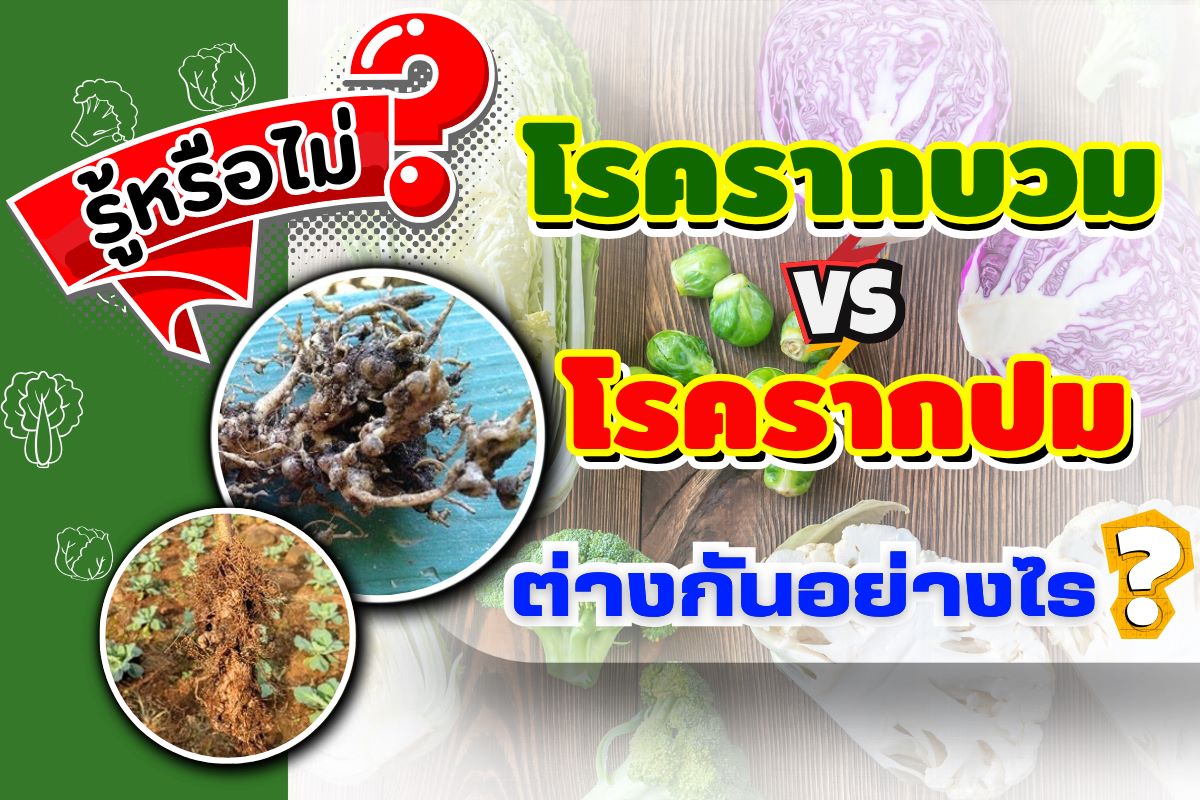 รู้หรือไม่ รากบวมและรากปม ต่างกันอย่างไร