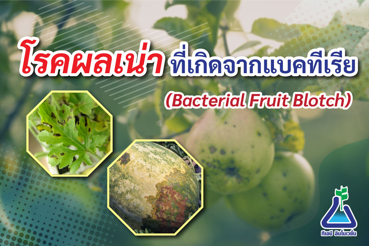 โรคผลเน่าที่เกิดจากแบคทีเรีย (Bacterial Fruit Blotch)