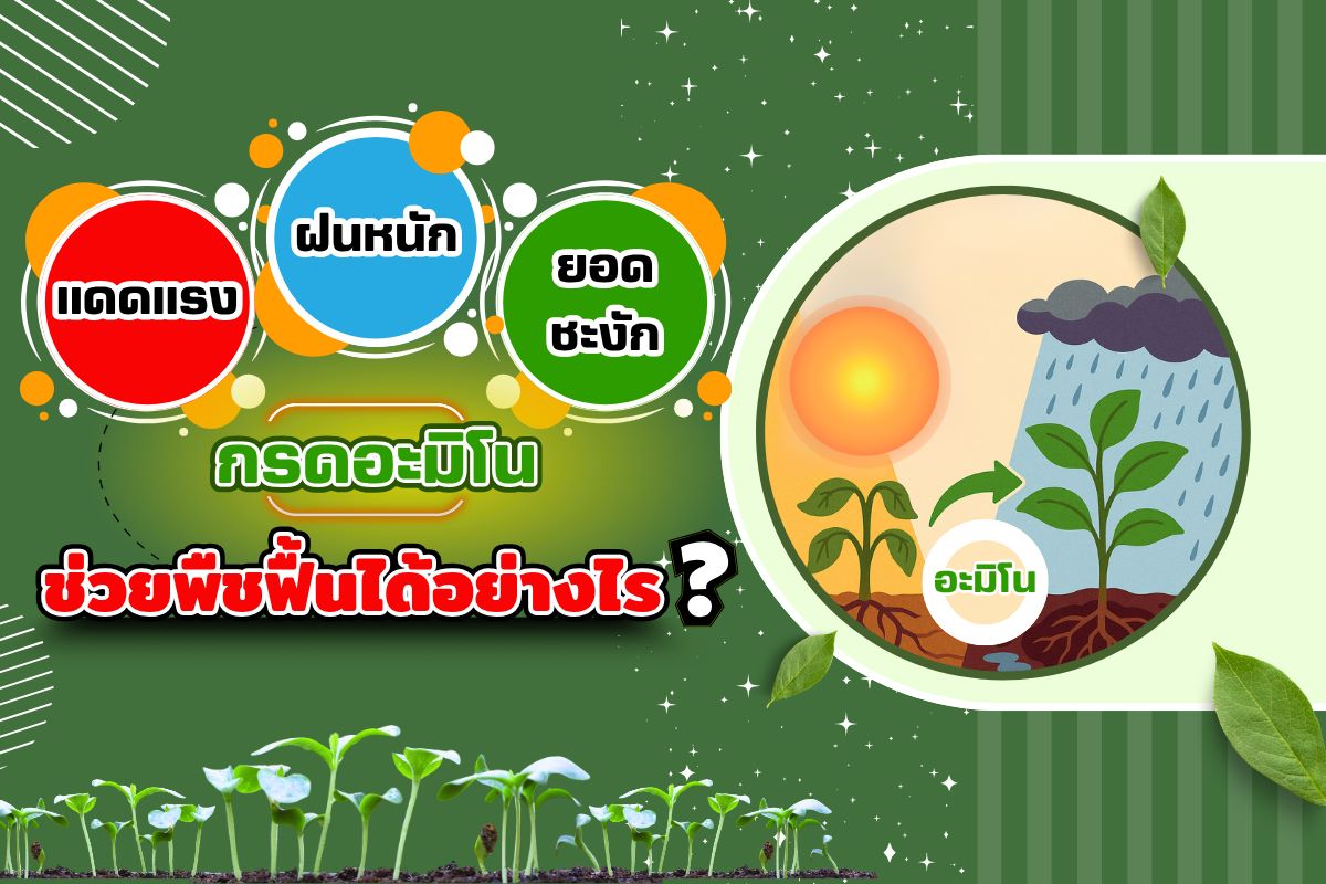 แดดแรง ฝนหนัก ยอดชะงัก  กรดอะมิโนช่วยพืชฟื้นได้อย่างไร?