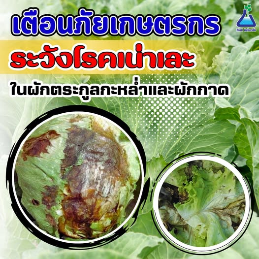 ระวัง โรคเน่าเละ ในพืชตระกูลกะหล่ำ