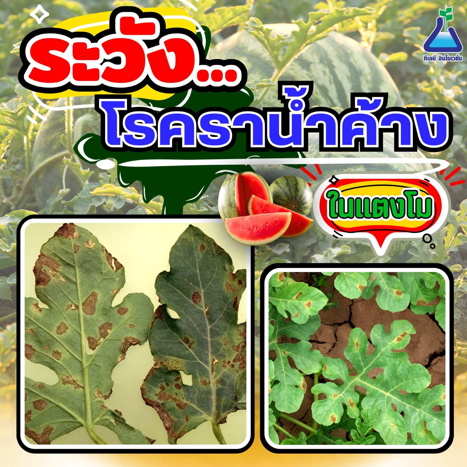 ระวัง...โรคราน้ำค้าง ในแตงโม