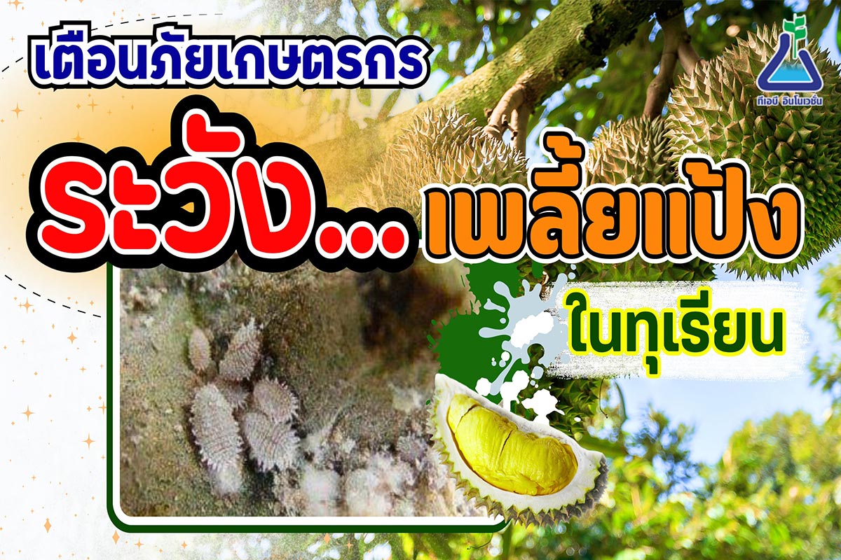 เตือนภัยเกษตรกร ระวังเพลี้ยแป้งในทุเรียน