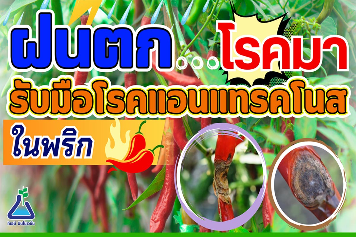 ฝนตก...โรคมา รับมือโรคแอนแทรคโนสในพริก