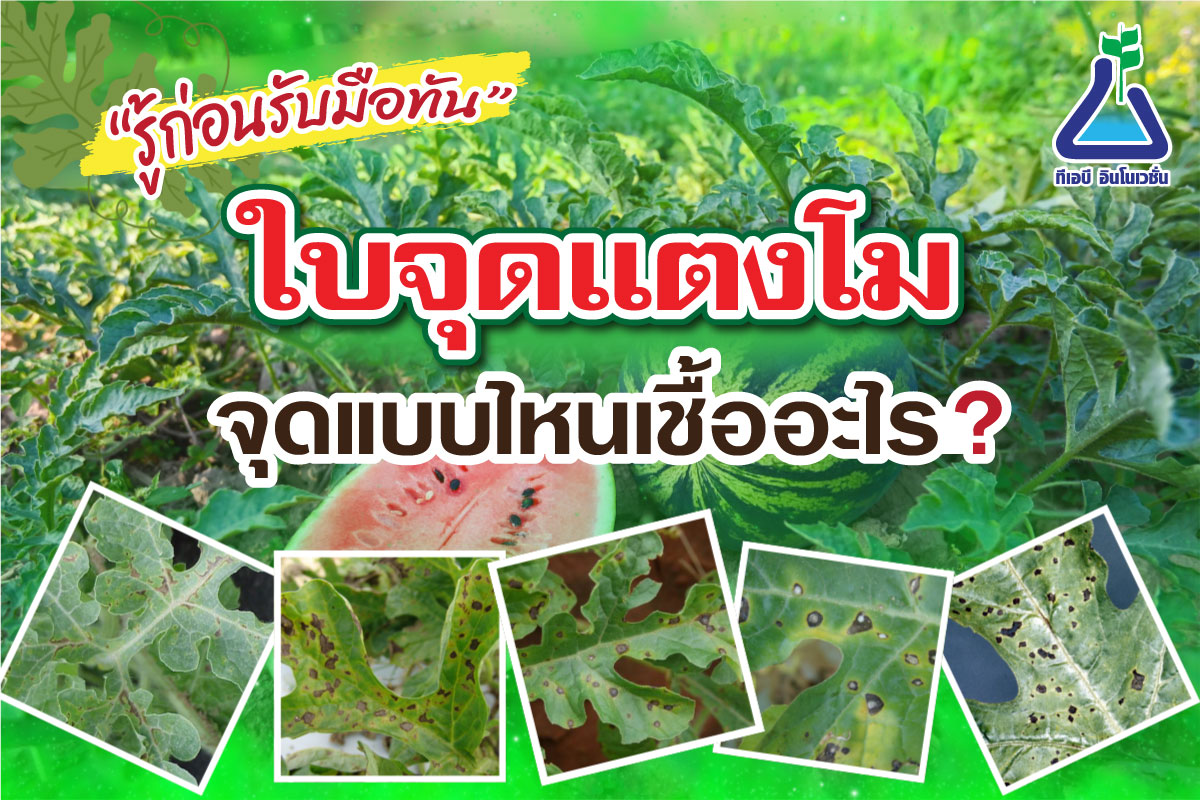 รู้ก่อนรับมือทัน ใบจุดแตงโม จุดแบบไหนเชื้ออะไร?