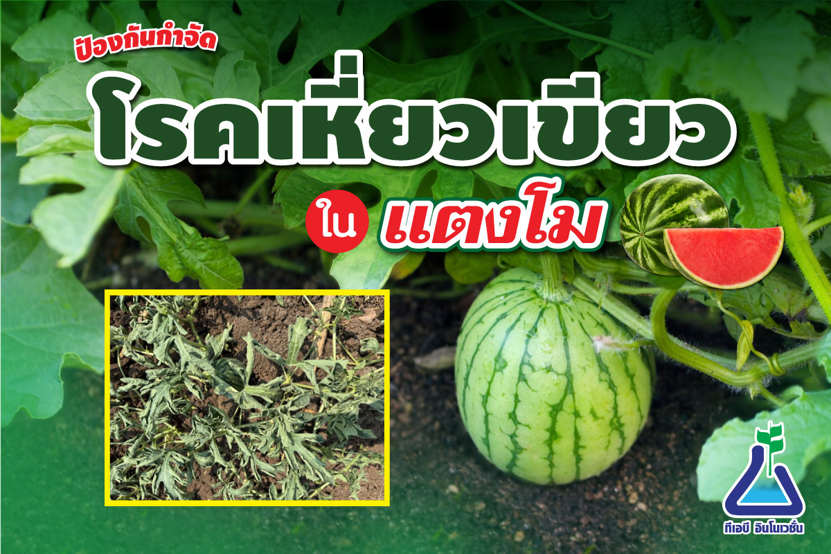 โรคเหี่ยวเขียวในแตงโม