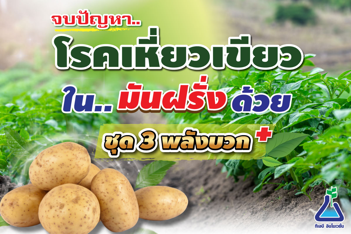 จบปัญหาโรคเหี่ยวเขียวในมันฝรั่งด้วยชุด 3 พลังบวก
