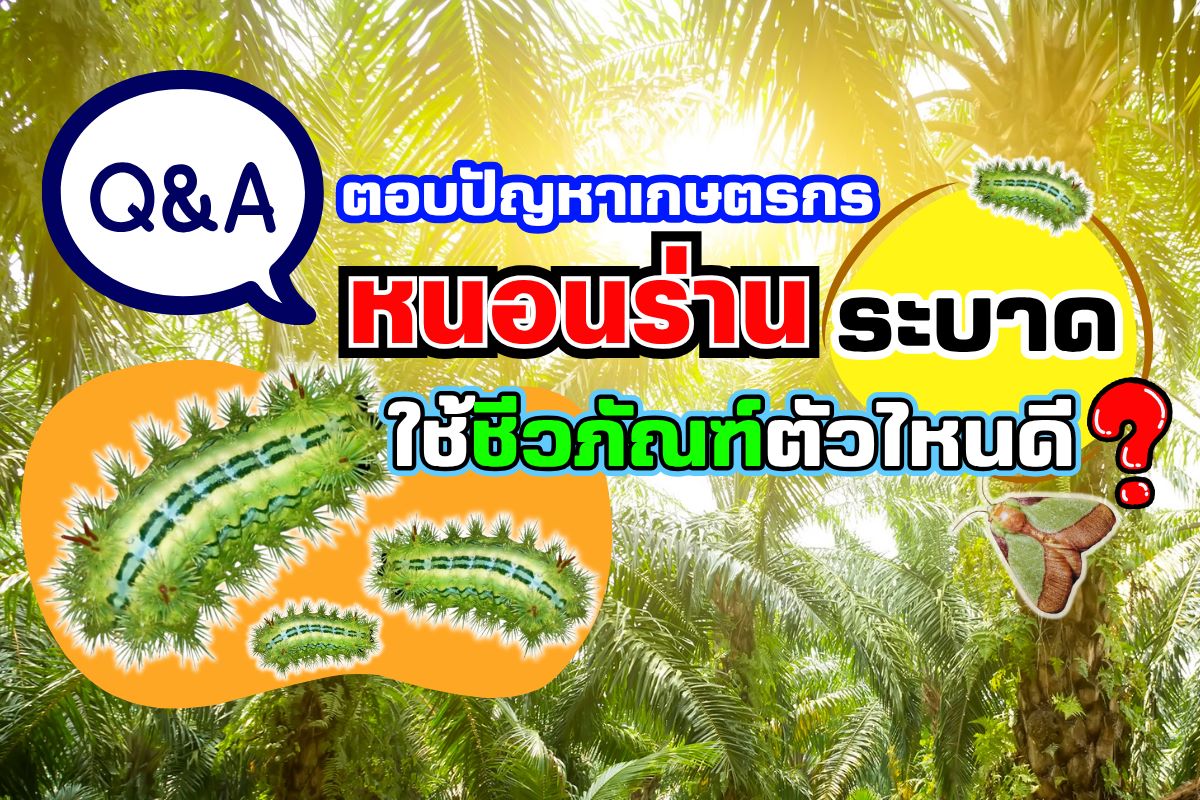 หนอนร่านระบาด ใช้ชีวภัณฑ์ตัวไหนดี ?