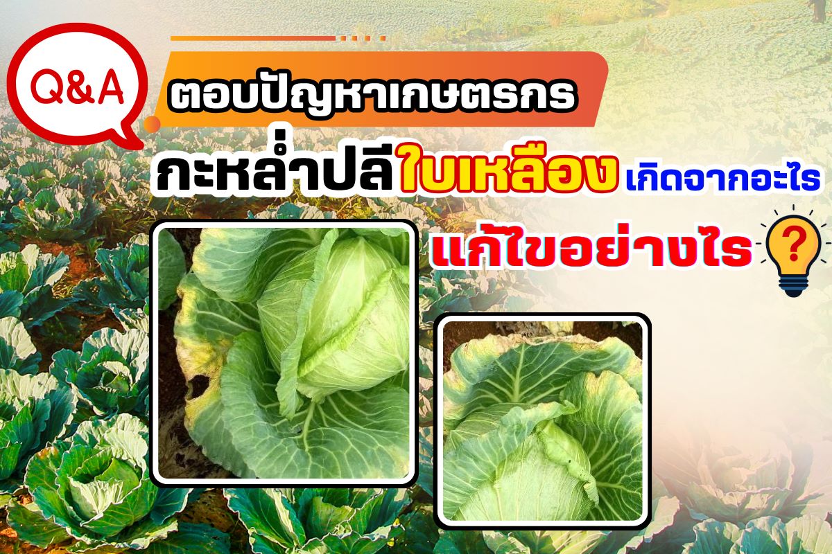 กะหล่ำใบเหลือง เกิดจากอะไร แก้ไขอย่างไร