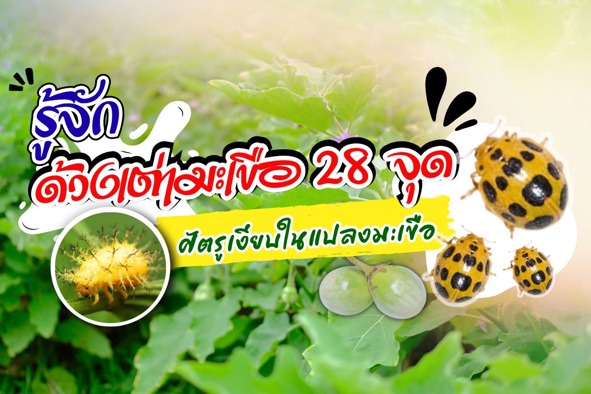 รู้จัก ด้วงเต่ามะเขือ 28 จุด ศัตรูเงียบในแปลงมะเขือเทศ